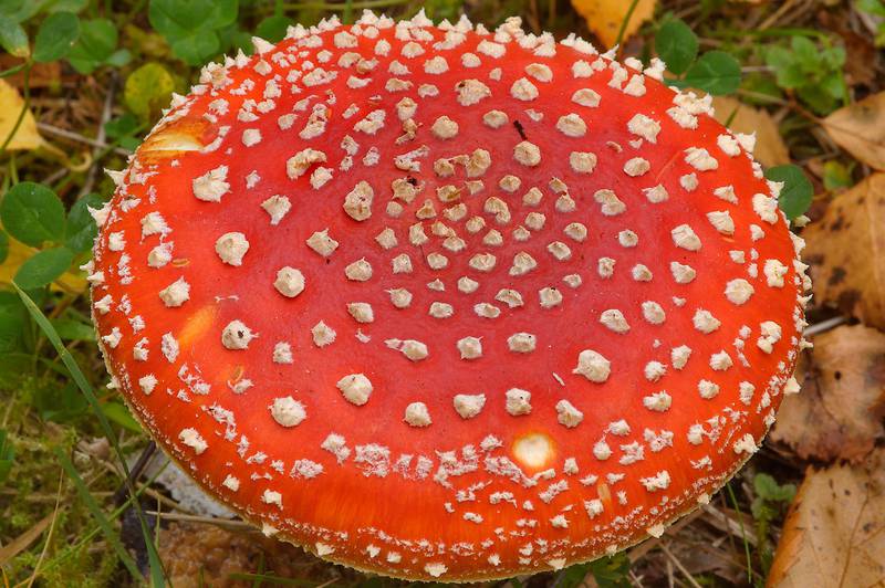 Red cap of fly agaric mushroom (<B>Amanita muscaria</B>) near Kavgolovskoe Lake near Oselki, 12 miles north from Saint Petersburg. Russia, <A HREF="../date-en/2013-09-20.htm">September 20, 2013</A>