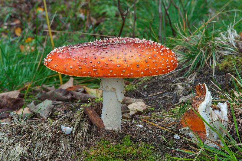 <B>Amanita muscaria</B> (fly agaric, Mukhomor) mushroom near Kavgolovskoe Lake south from Oselki, 8 miles north from Saint Petersburg. Russia, <A HREF="../date-en/2015-09-23.htm">September 23, 2015</A>