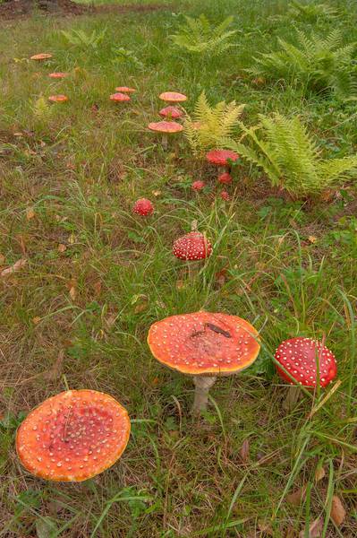 Fly agaric mushrooms (<B>Amanita muscaria</B>) near Karasta River in the park. Oranienbaum (Lomonosov), a suburb of Saint Petersburg, Russia, <A HREF="../date-ru/2015-09-25.htm">September 25, 2015</A>