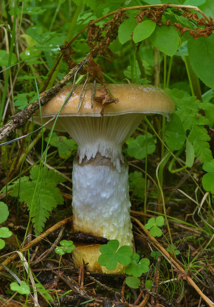 Slimy spike-cap mushroom (Gomphidius glutinosus, Russian name Mokrukha) in Toksovo, suburb of Saint Petersburg. Russia, July 19, 2016