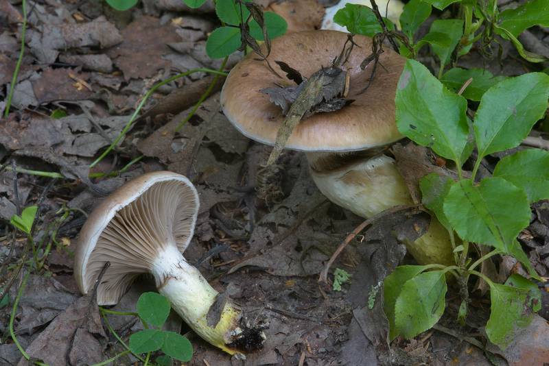 Slimy spike-cap mushrooms (Gomphidius glutinosus, Russian name Mokrukha) near Kavgolovskoe Lake in Toksovo, north from Saint Petersburg. Russia, July 24, 2016