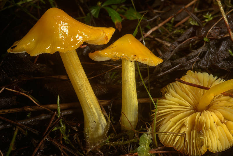 Waxy cap mushrooms Hygrocybe acutoconica near Kavgolovskoe Lake in Toksovo, north from Saint Petersburg. Russia, August 2, 2016