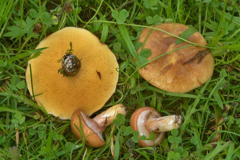Slippery Jack mushrooms (<B>Suillus luteus</B>, Maslionok in Russian) in Orekhovo, north from Saint Petersburg. Russia, <A HREF="../date-ru/2016-08-17.htm">August 17, 2016</A>