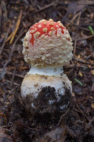 Button of fly agaric mushroom Amanita muscaria (Mukhomor in Russian) in Sosnovka Park. Saint Petersburg, Russia, August 25, 2016