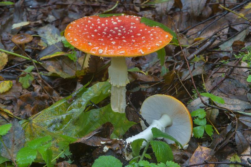 Fly agaric mushroom (<B>Amanita muscaria</B>) in Sosnovka Park. Saint Petersburg, Russia, <A HREF="../date-en/2016-08-30.htm">August 30, 2016</A>