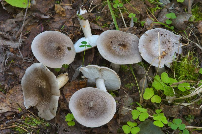 Grey knight mushrooms (Tricholoma terreum) near Lisiy Nos, south from Saint Petersburg. Russia, September 3, 2016