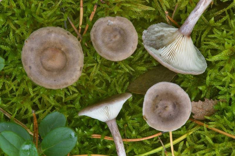 Grayling mushrooms (Cantharellula umbonata) near Orekhovo, 40 miles north from Saint Petersburg. Russia, September 9, 2016