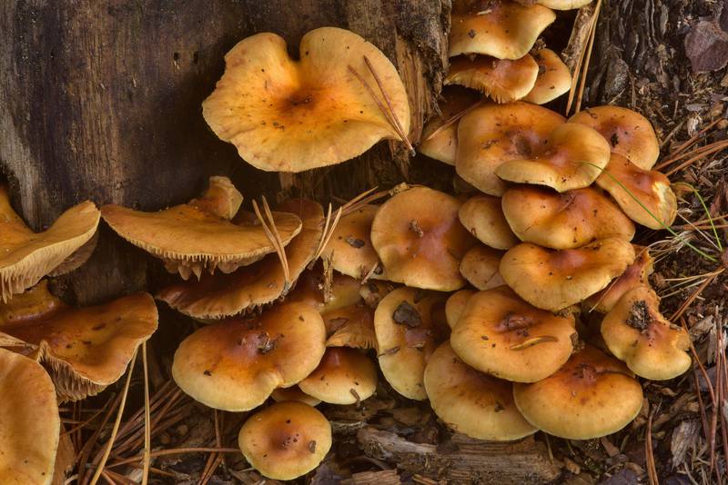 Scalycap mushrooms (Pholiota spumosa)(?) near a tree stump near Orekhovo, 40 miles north from Saint Petersburg. Russia, September 9, 2016