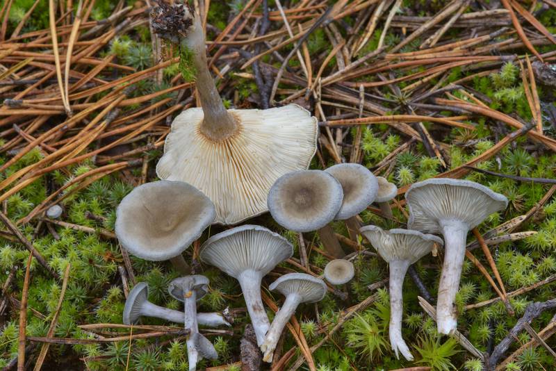 Grayling mushrooms (Cantharellula umbonata) between Orekhovo and Lembolovo, north from Saint Petersburg. Russia, September 28, 2016