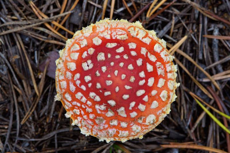 Fly agaric mushroom (<B>Amanita muscaria</B>) between Orekhovo and Lembolovo, north from Saint Petersburg. Russia, <A HREF="../date-ru/2016-09-28.htm">September 28, 2016</A>