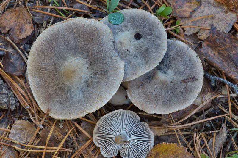 Grey knight mushrooms (<B>Tricholoma terreum</B>) near Lisiy Nos, west from Saint Petersburg. Russia, <A HREF="../date-ru/2016-10-19.htm">October 19, 2016</A>