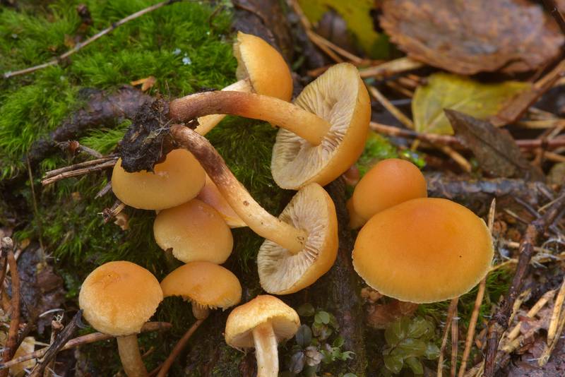 Scalycap mushrooms (Pholiota spumosa)(?) in Sosnovka Park. Saint Petersburg, Russia, October 31, 2016
