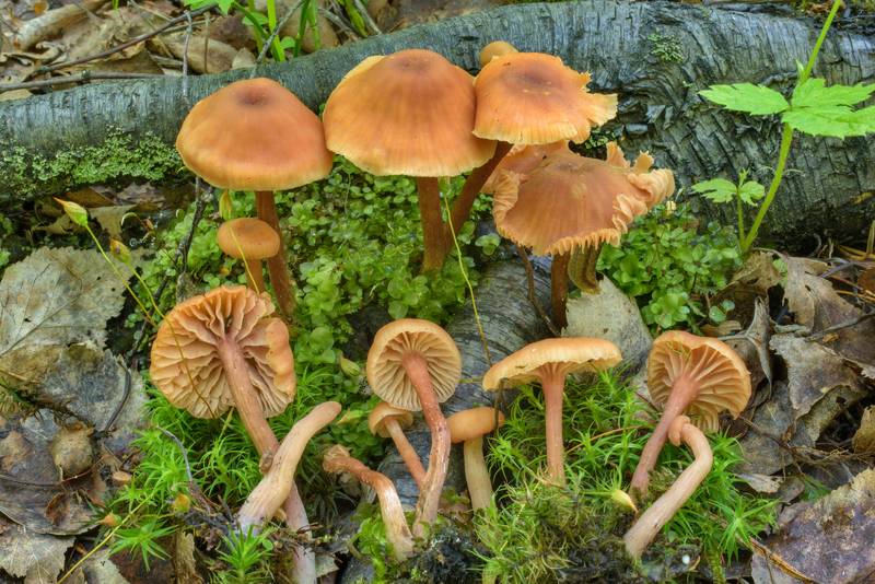 Scurfy deceiver mushrooms (<B>Laccaria proxima</B>) on peat soil in Sosnovka Park. Saint Petersburg, Russia, <A HREF="../date-ru/2017-06-22.htm">June 22, 2017</A>