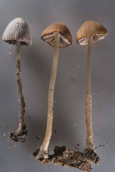 Small brittlestem mushrooms <B>Psathyrella prona</B>(?) taken from roadside near Dibuny, north-west from Saint Petersburg. Russia, <A HREF="../date-en/2017-07-15.htm">July 15, 2017</A>