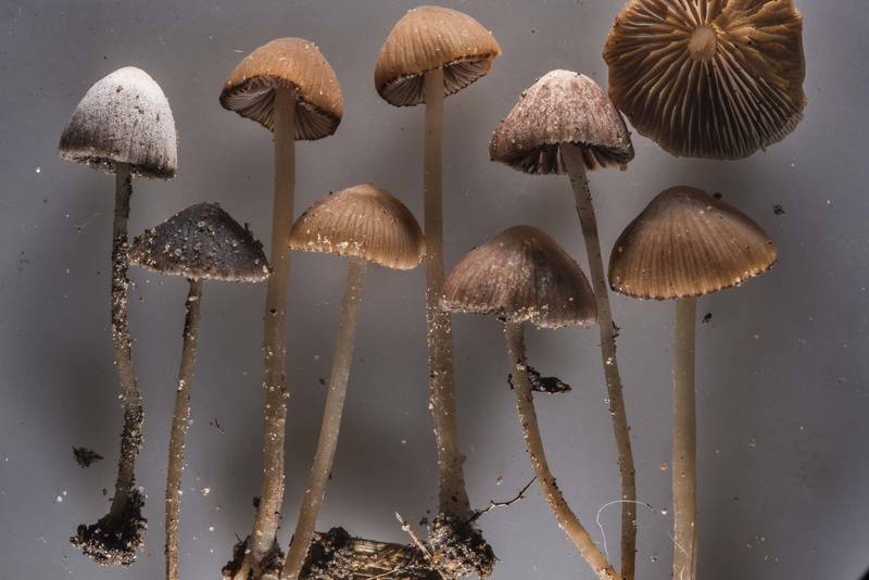 Brittlestem mushrooms <B>Psathyrella prona</B>(?) taken from roadside near Dibuny, north-west from Saint Petersburg. Russia, <A HREF="../date-ru/2017-07-15.htm">July 15, 2017</A>