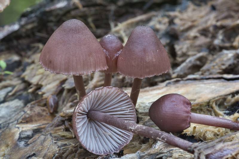 Close up of purple edge bonnet mushrooms (<B>Mycena purpureofusca</B>) in Sosnovka Park. Saint Petersburg, Russia, <A HREF="../date-en/2017-07-19.htm">July 19, 2017</A>