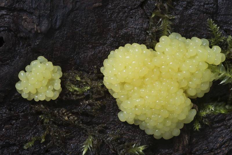 Young stage of slime mold <B>Stemonitis fusca</B> in Sosnovka Park. Saint Petersburg, Russia, <A HREF="../date-ru/2017-07-19.htm">July 19, 2017</A>