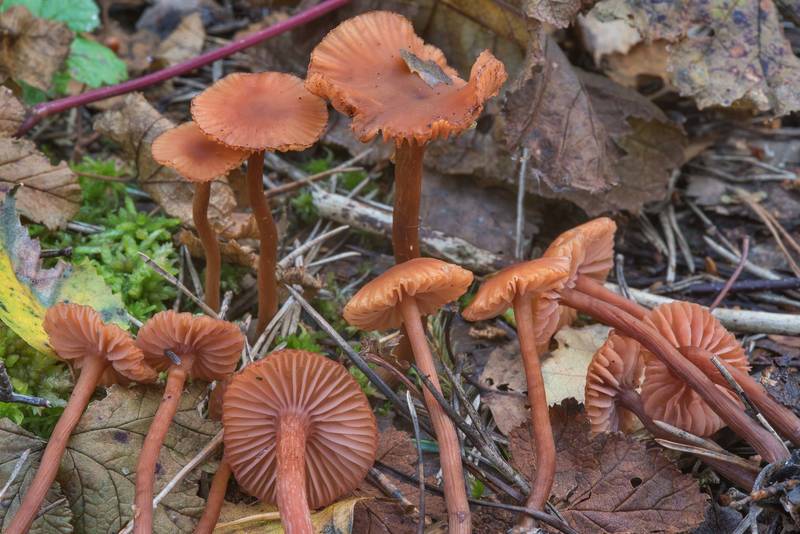 Scurfy deceiver mushrooms (<B>Laccaria proxima</B>) in swampy area in Sosnovka Park. Saint Petersburg, Russia, <A HREF="../date-en/2017-09-02.htm">September 2, 2017</A>