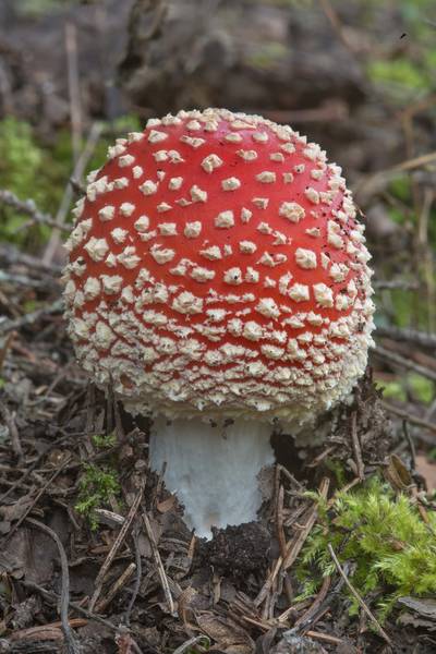 Young fly agaric mushroom (<B>Amanita muscaria</B>) on roadside near Lembolovo, 40 miles north from Saint Petersburg. Russia, <A HREF="../date-ru/2017-09-09.htm">September 9, 2017</A>