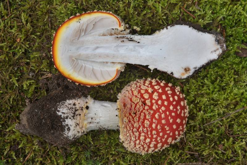 Dissected fly agaric mushroom (<B>Amanita muscaria</B>) near Lembolovo, 40 miles north from Saint Petersburg. Russia, <A HREF="../date-ru/2017-09-09.htm">September 9, 2017</A>