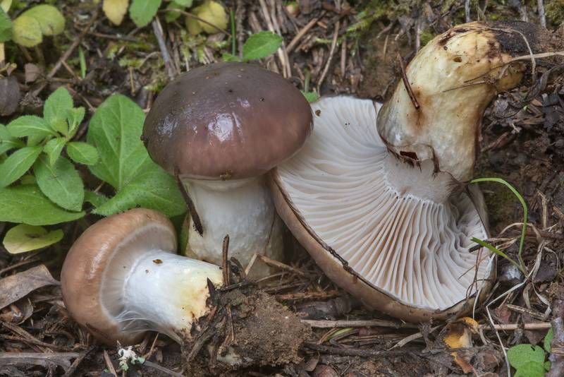 Slimy spike mushrooms (Gomphidius glutinosus) north from Lembolovo, 40 miles north from Saint Petersburg. Russia, September 9, 2017