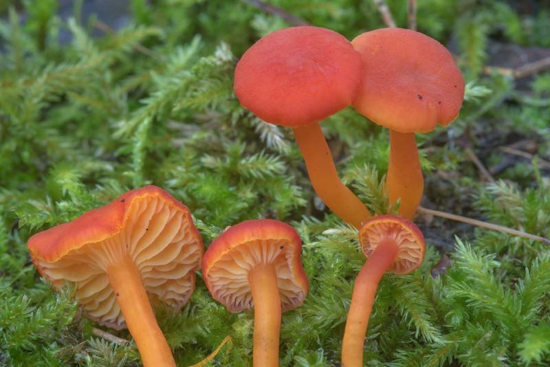 Goblet waxcap mushrooms (<B>Hygrocybe cantharellus</B>) in Sosnovka Park. Saint Petersburg, Russia, <A HREF="../date-ru/2017-09-16.htm">September 16, 2017</A>