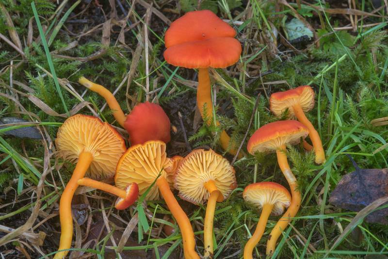 Group of goblet waxcap mushrooms (<B>Hygrocybe cantharellus</B>) behind a restaurant in Sosnovka Park. Saint Petersburg, Russia, <A HREF="../date-ru/2017-09-16.htm">September 16, 2017</A>