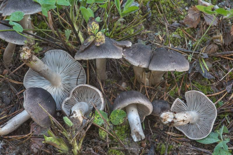 Grey knight mushrooms (Tricholoma terreum) on sandy roadside in Petiayarvi, north from Saint Petersburg. Russia, September 17, 2017