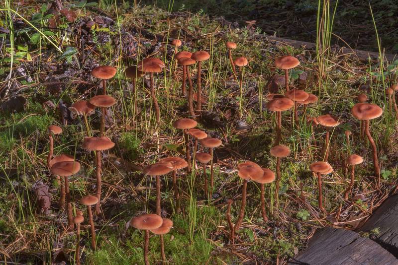 Masses of scurfy deceiver mushrooms (<B>Laccaria proxima</B>) in Petiayarvi, north from Saint Petersburg. Russia, <A HREF="../date-ru/2017-09-17.htm">September 17, 2017</A>