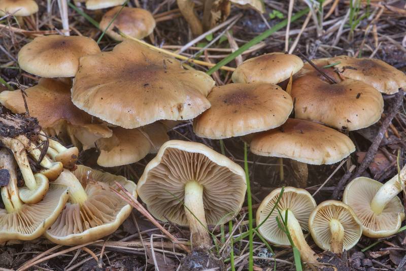 Mushrooms <B>Pholiota spumosa</B> on Pogranichnaya Street in Dibuny, north-west from Saint Petersburg. Russia, <A HREF="../date-en/2017-09-18.htm">September 18, 2017</A>