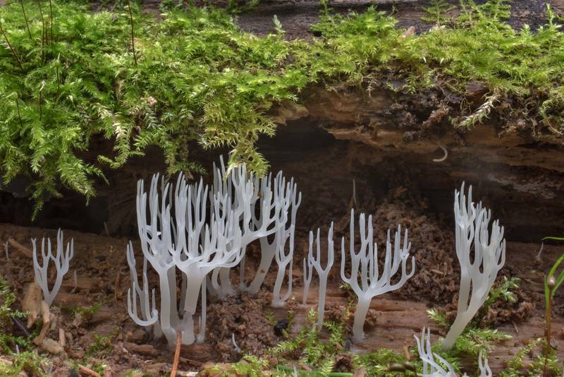 White wood coral mushrooms (<B>Lentaria epichnoa</B>) on a rotten mossy log in Posiolok near Vyritsa, 50 miles south from Saint Petersburg. Russia, <A HREF="../date-ru/2017-09-29.htm">September 29, 2017</A>