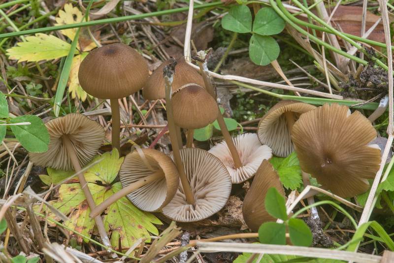 Pinkgill mushrooms <B>Entoloma formosum</B> (Leptonia formosa) on roadside on Lenin Trail near Dibuny, north-west from Saint Petersburg, Russia, <A HREF="../date-ru/2018-08-15.htm">August 15, 2018</A>