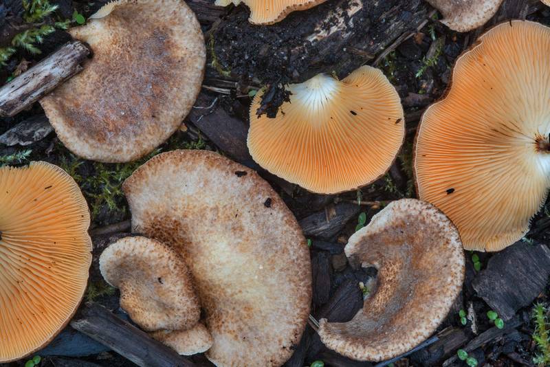 Saffron oysterling mushrooms (<B>Crepidotus crocophyllus</B>) on a tree utilization site in Sosnovka Park. Saint Petersburg, Russia, <A HREF="../date-en/2018-08-20.htm">August 20, 2018</A>