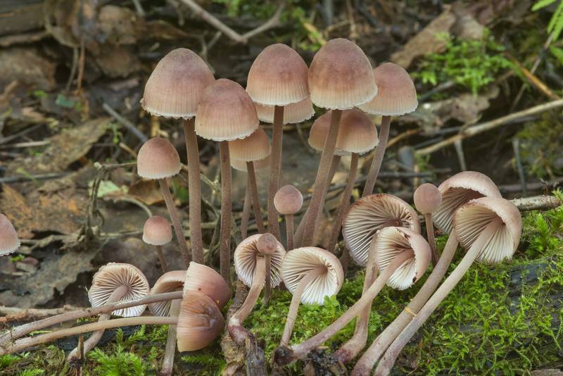Purple edge bonnet mushrooms (Mycena purpureofusca) in Kuzmolovo, north from Saint Petersburg. Russia, August 23, 2018