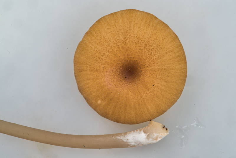 Cap of a pinkgill mushroom Entoloma formosum (Leptonia formosa) near Dibuny, north-west from Saint Petersburg. Russia, August 25, 2018