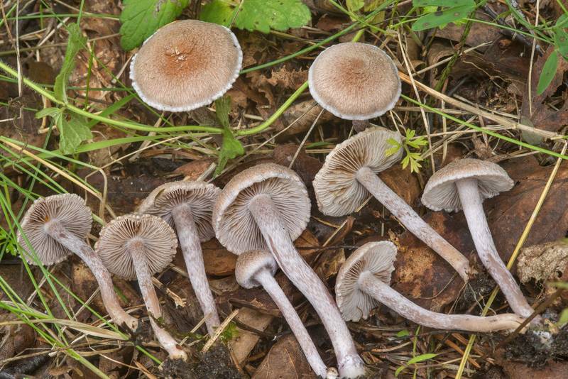 Earth fibrecap mushrooms (Inocybe geophylla(?)) near Lisiy Nos, west from Saint Petersburg. Russia, September 1, 2018