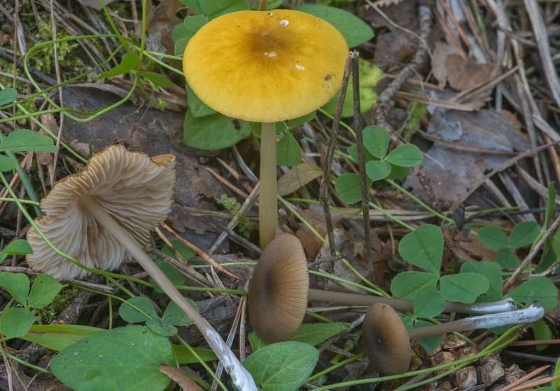 Lion shield mushroom (Pluteus leoninus) together with pinkgill mushrooms <B>Entoloma formosum</B> (Leptonia formosa) near Dibuny, north-west from Saint Petersburg, Russia, <A HREF="../date-en/2018-09-03.htm">September 3, 2018</A>