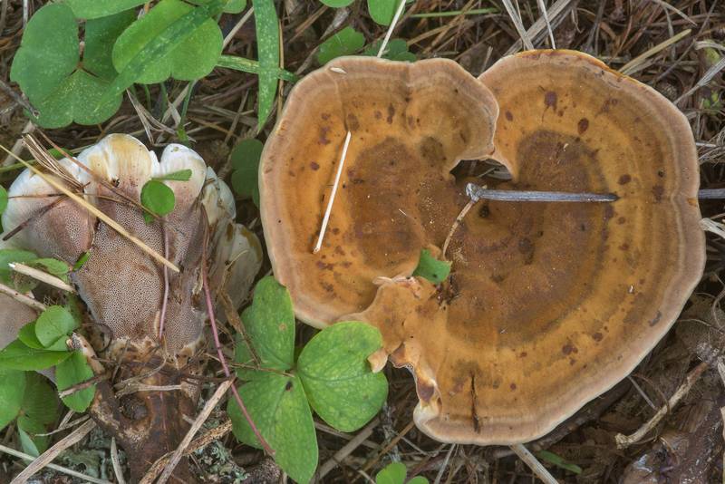Woolly velvet polypore mushrooms (<B>Onnia tomentosa</B>) in Lindulovskaya Larch Grove, near Roshchino, 30 miles north-west from Saint Petersburg. Russia, <A HREF="../date-ru/2018-09-04.htm">September 4, 2018</A>