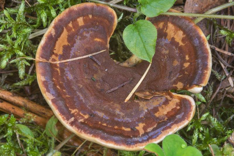 Woolly velvet polypore mushroom (<B>Onnia tomentosa</B>) in Lindulovskaya Larch Grove, near Roshchino, 30 miles north-west from Saint Petersburg. Russia, <A HREF="../date-en/2018-09-04.htm">September 4, 2018</A>