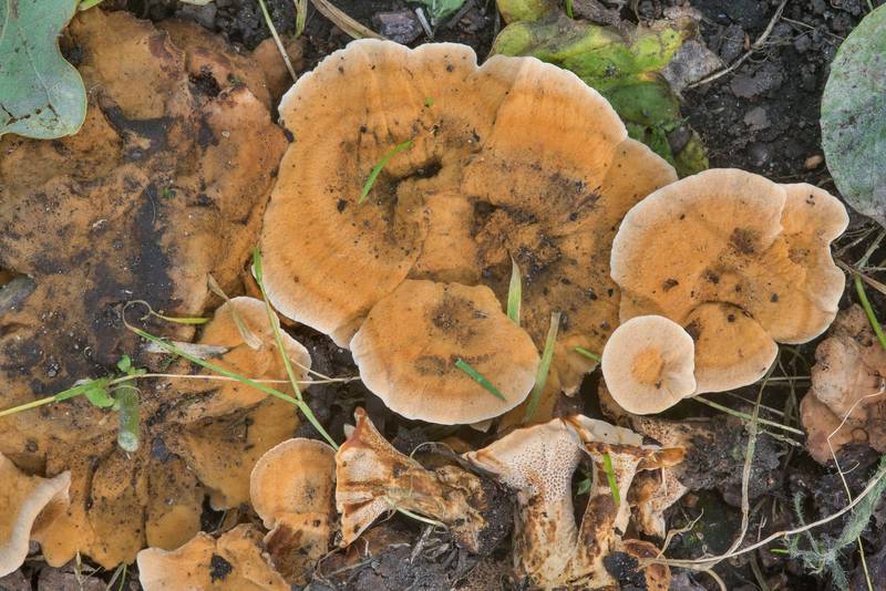 Woolly velvet polypore mushrooms (Onnia tomentosa)(?) under broadleaf trees between houses near Toreza Prospect. Saint Petersburg, Russia, September 4, 2018