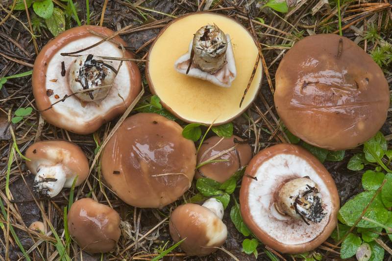 Slippery Jack mushrooms (Suillus luteus) near Kavgolovskoe Lake in Toksovo, north from Saint Petersburg. Russia, September 5, 2018