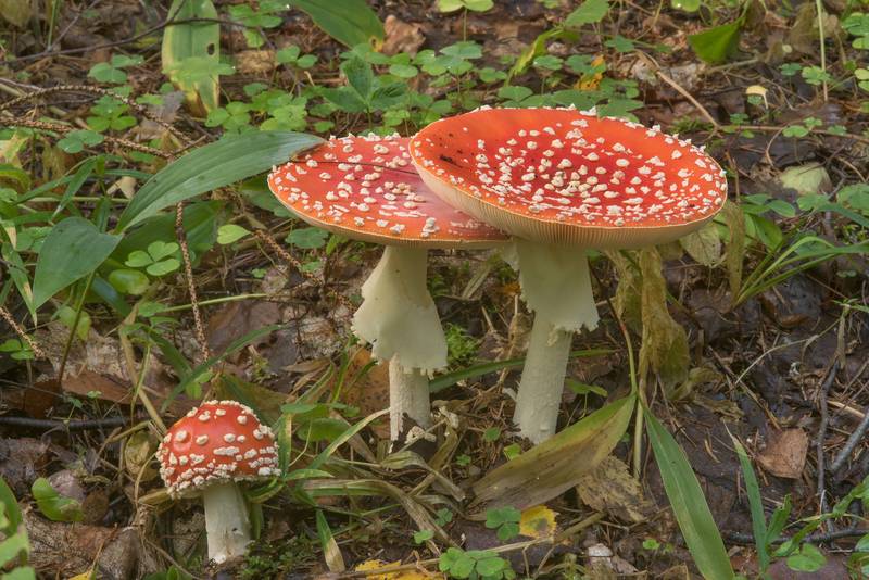 Fly agaric mushrooms (<B>Amanita muscaria</B>) near Lisiy Nos, west from Saint Petersburg. Russia, <A HREF="../date-en/2018-09-06.htm">September 6, 2018</A>