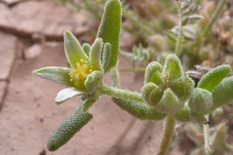 Flower of Aizoon hispanicum (Aizoanthemum hispanicum, local name jafna) near Ras Laffan. Northern Qatar, February 28, 2014