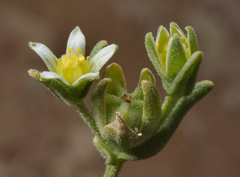 Aizoon hispanicum (Aizoanthemum hispanicum, local name jafna) with flower and seeds near Ras Laffan. Northern Qatar, February 28, 2014
