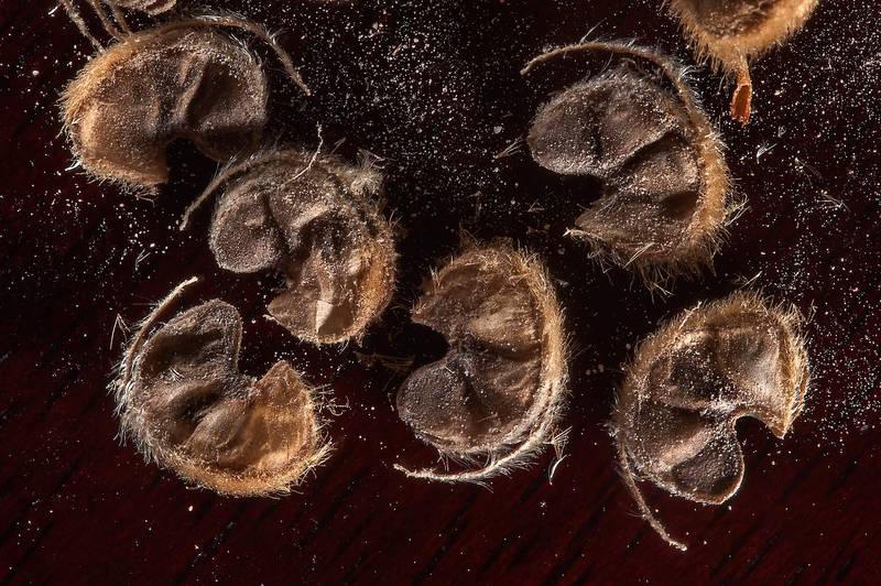 Close up of seeds of velvetleaf (Abutilon pannosum var. figarianum) collected from area behind gas station on Al Sham Street in West Bay. Doha, Qatar, September 8, 2014