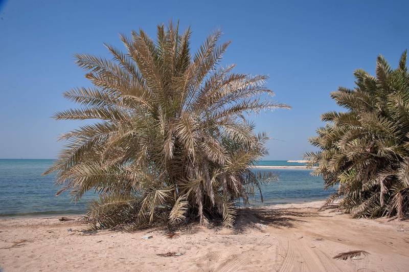 Date palms (Phoenix dactylifera, local name nakheel) with large stiff pinnate leaves on a beach in the area of Al Hamala (Al Hamlah) Water Well near Umm Bab in south-western Qatar, September 26, 2014
