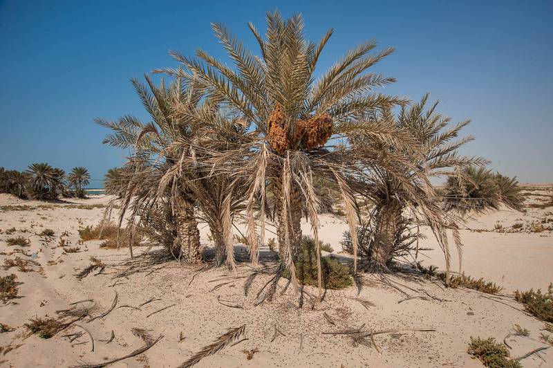 Date palms (Phoenix dactylifera, local name nakheel) with seeds on a beach in the area of Al Hamala (Al Hamlah) Water Well near Umm Bab. South-western Qatar, November 7, 2014