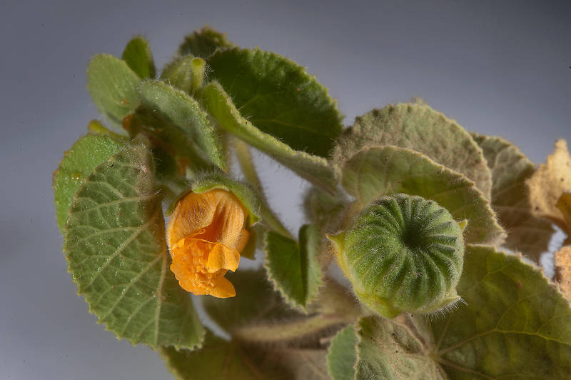 Abutilon figarianum taken from oasis in front of Film City in Ras Abrouq peninsula in west central coastal area, north from Zekreet. Qatar, November 14, 2014