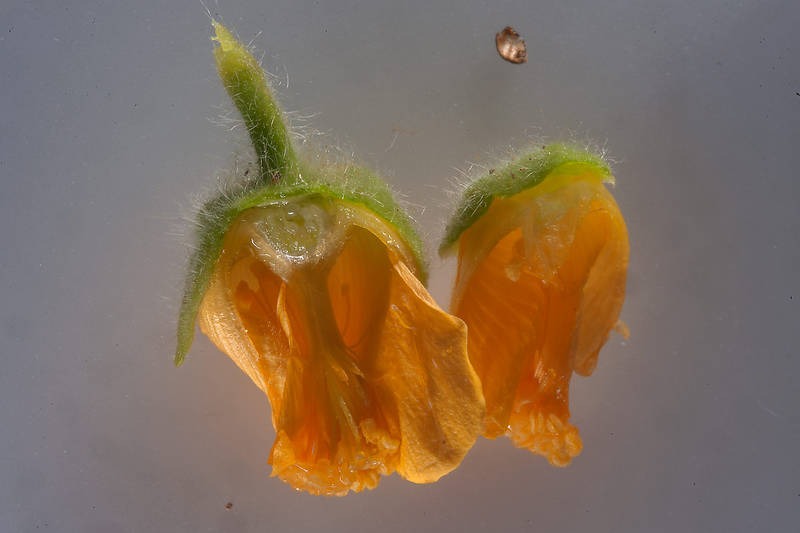 Dissected flower of Abutilon figarianum taken from oasis in front of Film City in Ras Abrouq peninsula in west central coastal area, north from Zekreet. Qatar, November 14, 2014