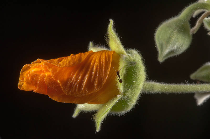 Flower bud of Abutilon figarianum with an ant in area behind gas station on Al Sham Street in West Bay. Doha, Qatar, November 17, 2014